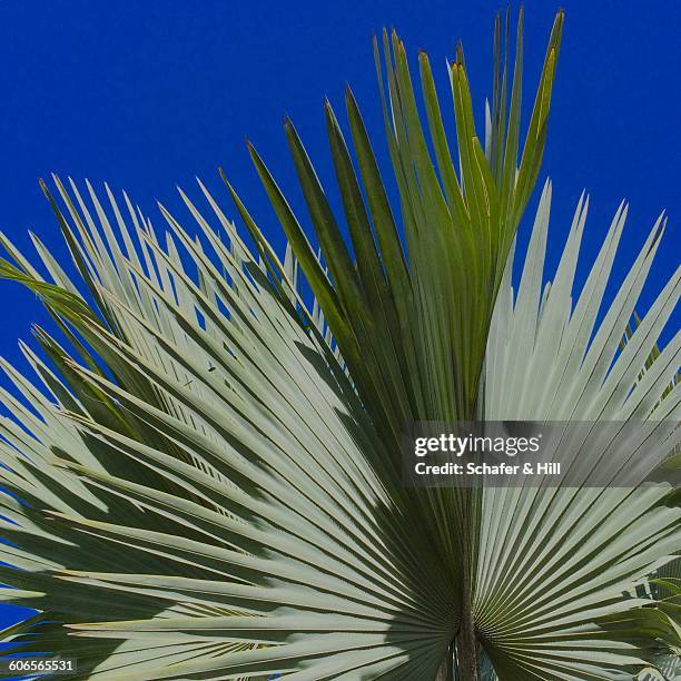 divine nature - fan palm tree stock-fotos und bilder