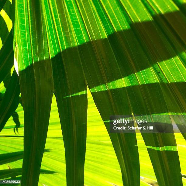 divine nature - fan palm tree stock-fotos und bilder