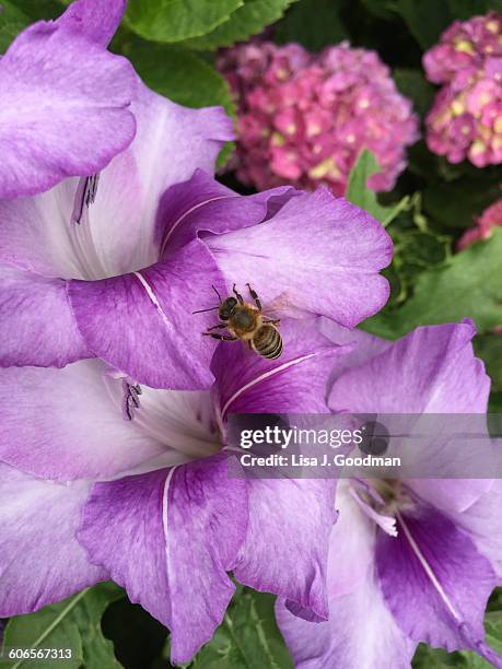 divine nature - gladiolus stock pictures, royalty-free photos & images