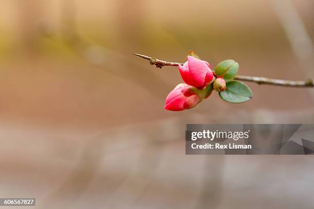 Quince Tree Sign Quince Shrub Photos and Premium High Res Pictures - Getty Images