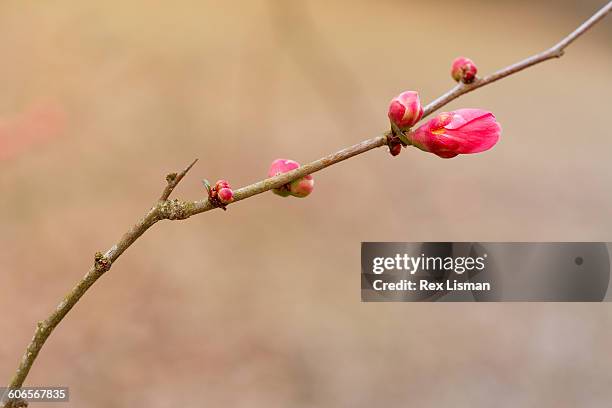 Quince Tree Sign 398 Quince Shrub Stock Photos, High-Res Pictures, and Images - Getty Images