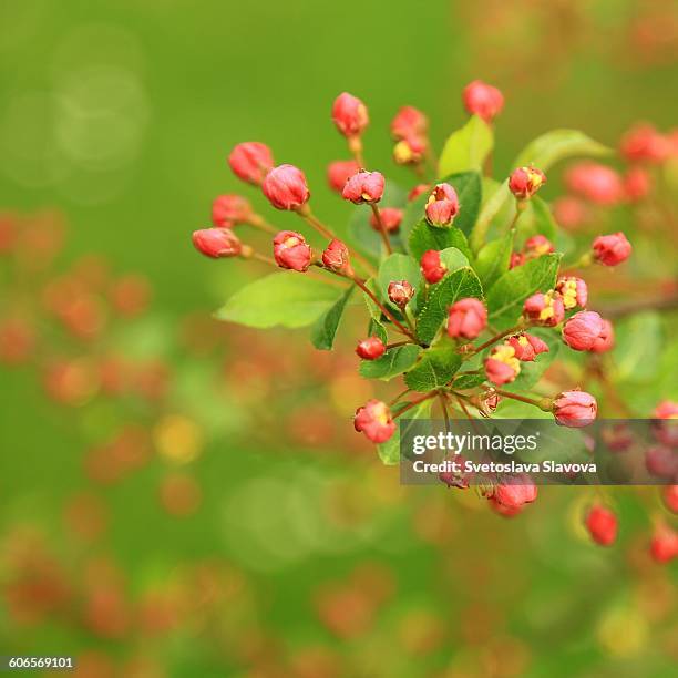 first signs of spring - svetoslava slavova photos et images de collection