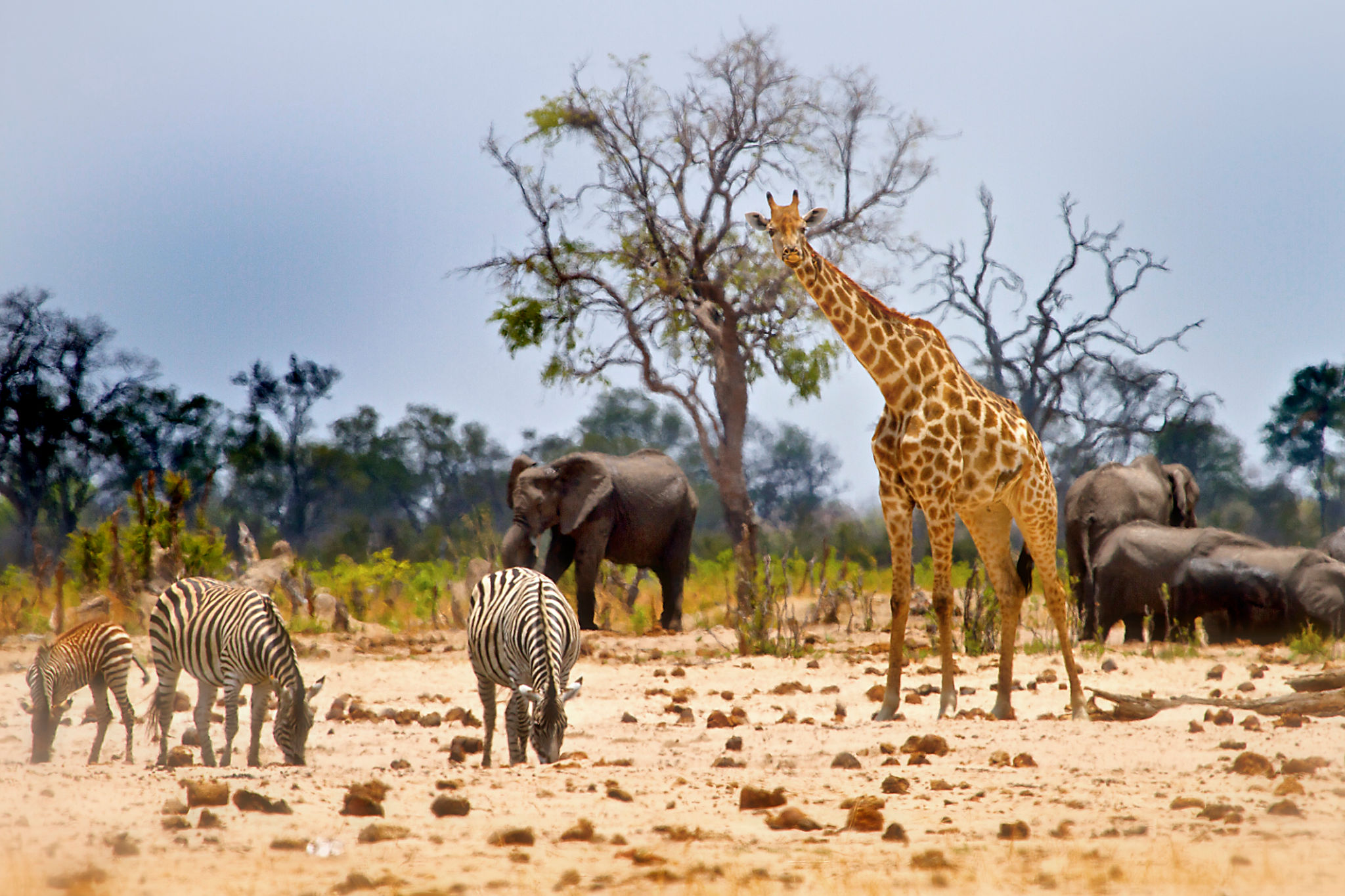 savanna wildlife