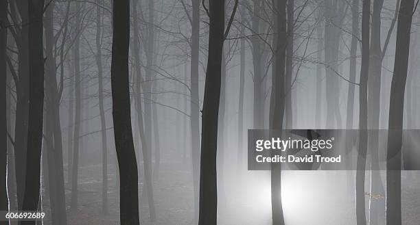 misty winter forest in denmark - hillerød stock pictures, royalty-free photos & images