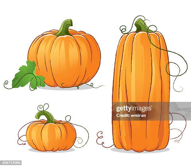 isolated vector pumpkins illustration - small pumpkin white background stock illustrations