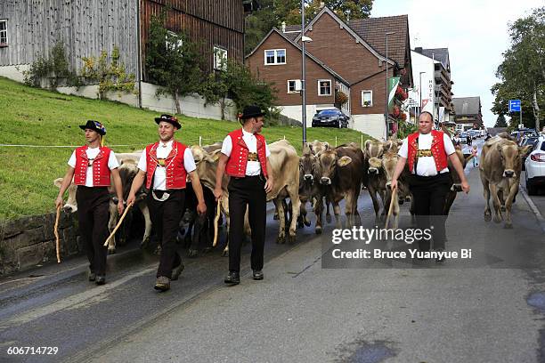 men in traditional costumes herding alpine cows - swiss cow stock pictures, royalty-free photos & images