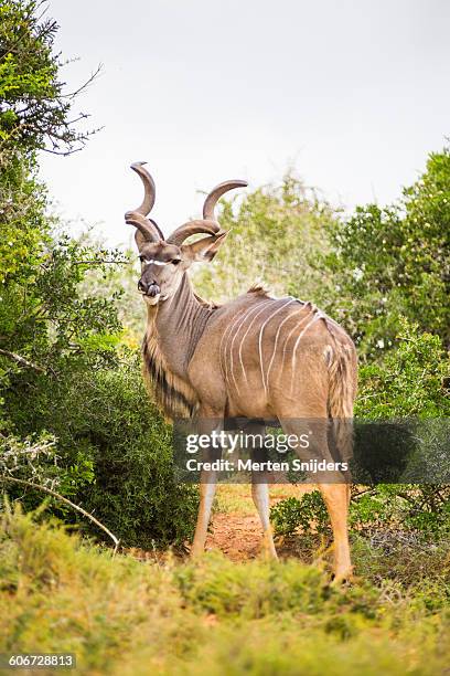 male greater kudu in natural habitat - kudu bildbanksfoton och bilder