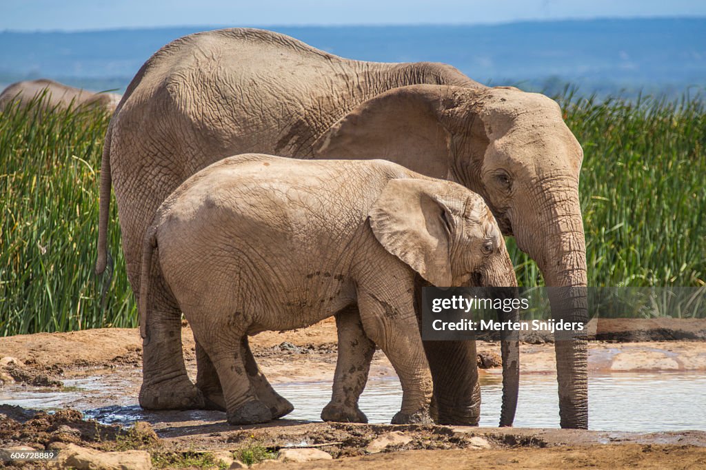 Elephant mother and calf showing affection