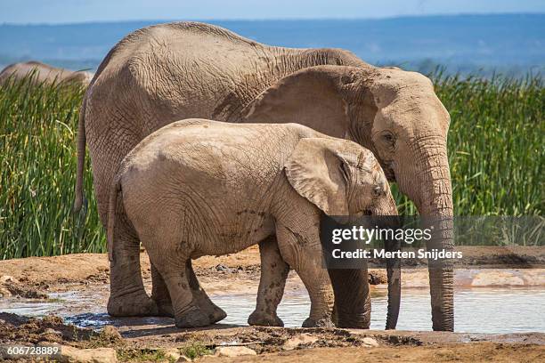 elephant mother and calf showing affection - elephant calf stock pictures, royalty-free photos & images