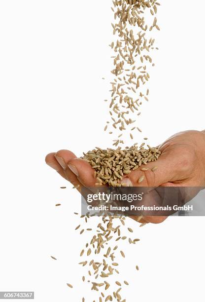 someone pouring rye into their hand - rye grain stock-fotos und bilder