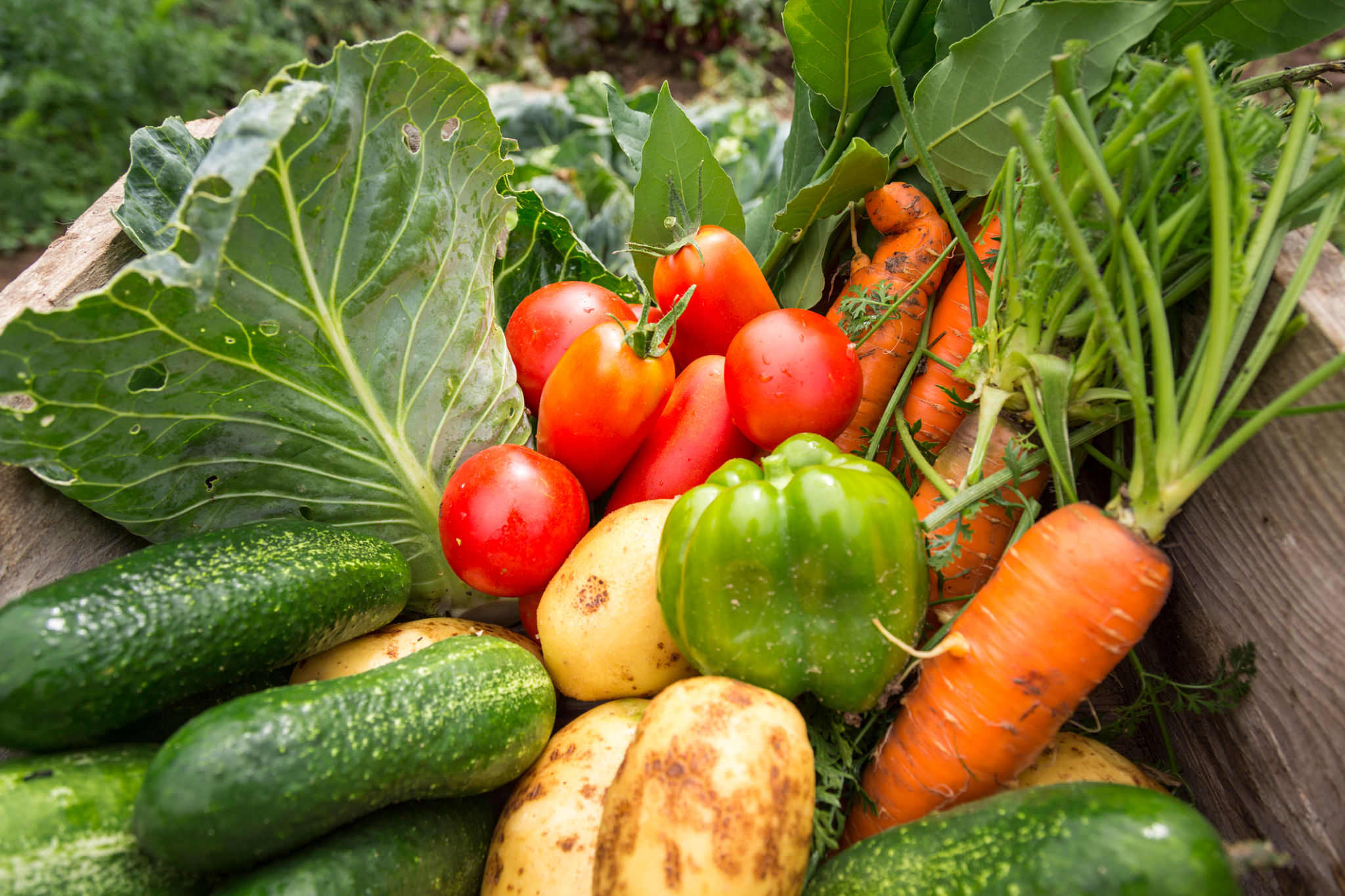 home garden vegetables