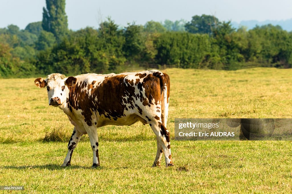 France, Normandy, cow in a meadow