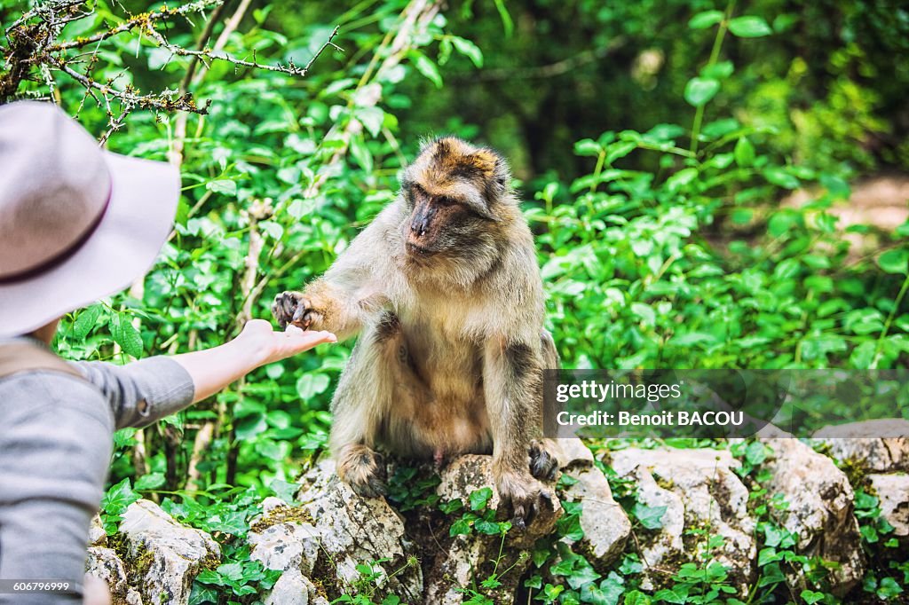Young woman feeds a Barbary macaque, monkeys forest, Rocamadour, Lot, France
