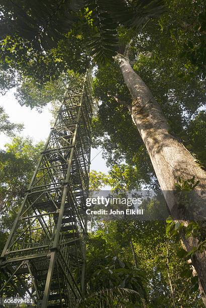 amazon rainforest tree canopy viewing tower - yasuni national park stock pictures, royalty-free photos & images