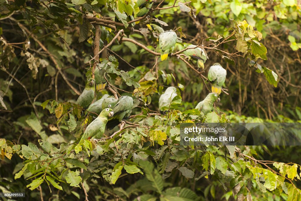 Parrots at salt lick in Amazon rainforest