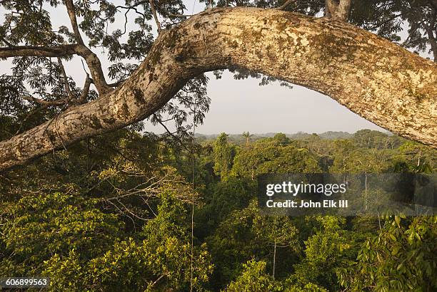 amazon rainforest tree canopy view - amazon canopy stock pictures, royalty-free photos & images