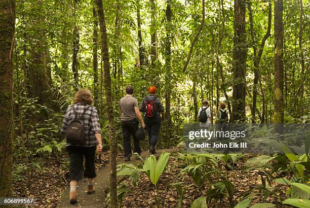 people hiking through amazon rainforest - yasuni national park foto e immagini stock