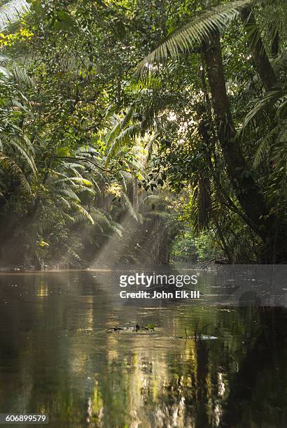 amazon rainforest landscape - ecuador stock-fotos und bilder