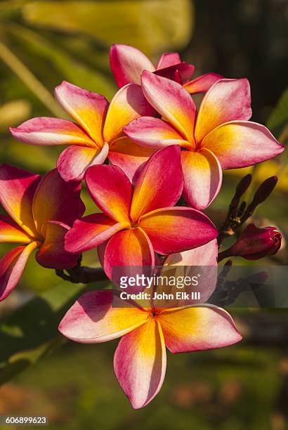 plumeria flowers in amazon rainforest - yasuni national park imagens e fotografias de stock