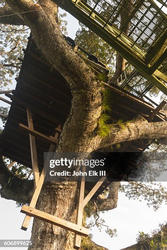 Amazon rainforest tree canopy viewing platform Amazon rainforest tree canopy viewing platform