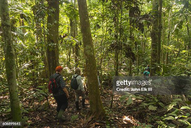 hikers exploring amazon rainforest - yasuni national park imagens e fotografias de stock