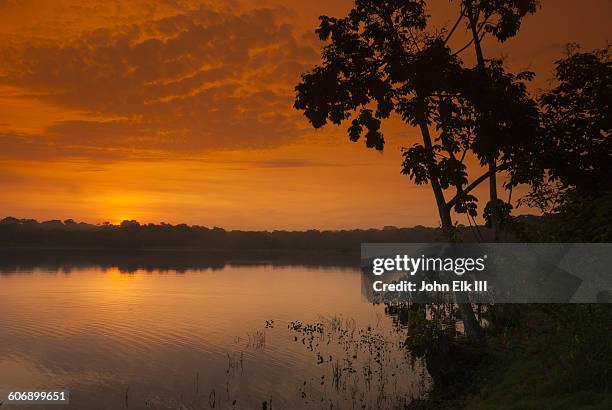 amazon rainforest sunset - yasuni national park foto e immagini stock