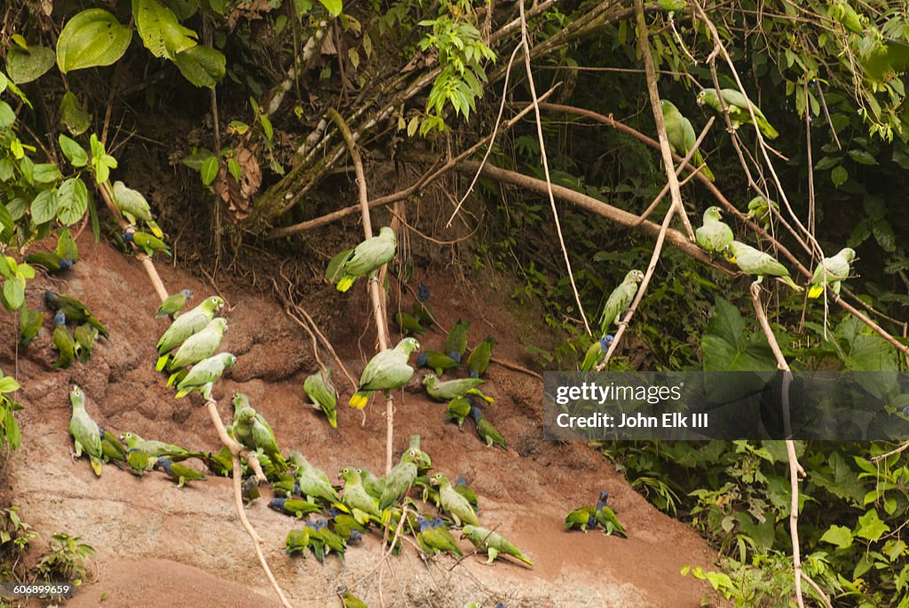 Parrots at salt lick in Amazon rainforest