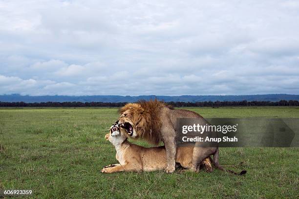 Lions Reproducing Comment Réussir La Reproduction D’Un Lion – PMMQEN