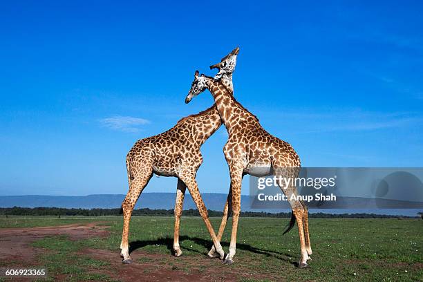 maasai giraffes necking - necking stock-fotos und bilder