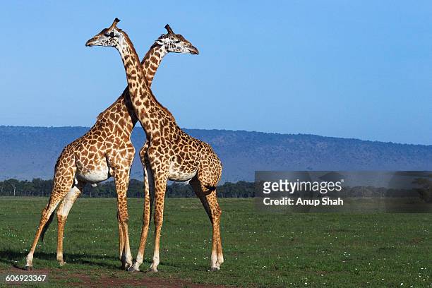 maasai giraffes necking - necking stock-fotos und bilder