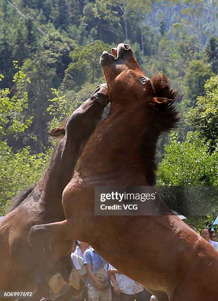 Two horses fight during a competition in Miao Autonomous County of Rongshui on September 16, 2016 in Liuzhou, Guangxi Province of China. The horse...