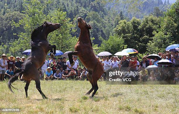 Two horses fight during a competition in Miao Autonomous County of Rongshui on September 16, 2016 in Liuzhou, Guangxi Province of China. The horse...
