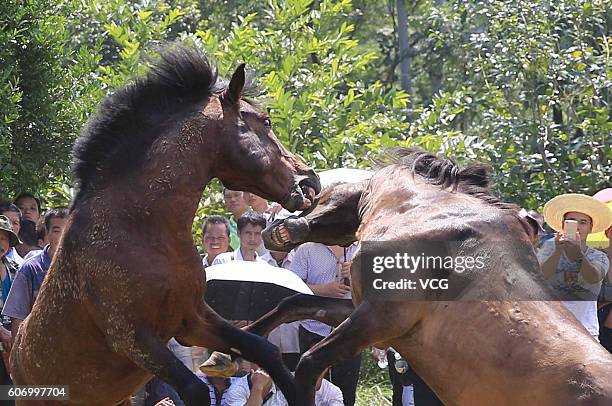 Two horses fight during a competition in Miao Autonomous County of Rongshui on September 16, 2016 in Liuzhou, Guangxi Province of China. The horse...