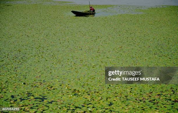 Kashmiri woman collects lotus roots to be used as animal feed on Dal Lake in Srinagar on September 17, 2016. - The killing of rebel leader Burhan...
