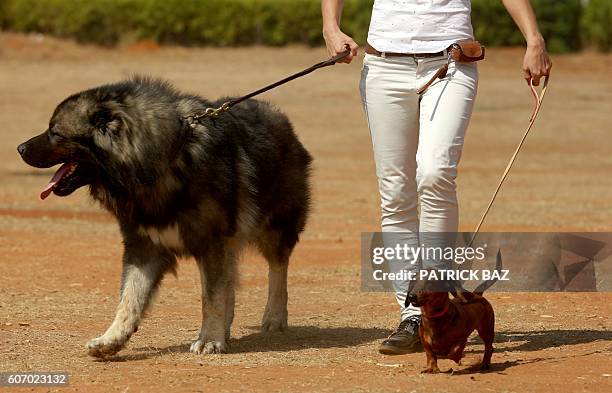 Woman walks Pirat Radzivil a Caucasian Shepherd male and a female Dachshund during a dog show in the Lebanese capital Beirut on September 17, 2016. /...