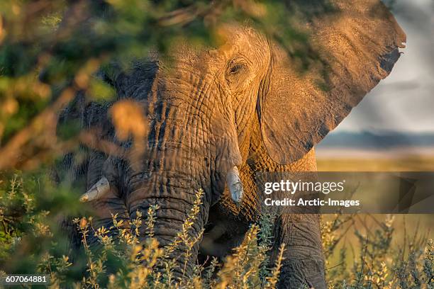 african elephant, namibia - etosha nationaal park stockfoto's en -beelden