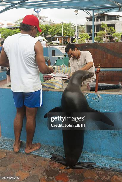 seal begging for fish at market - puerto ayora stock pictures, royalty-free photos & images