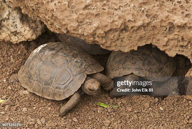 juvenile giant tortoises - animal joven fotografías e imágenes de stock
