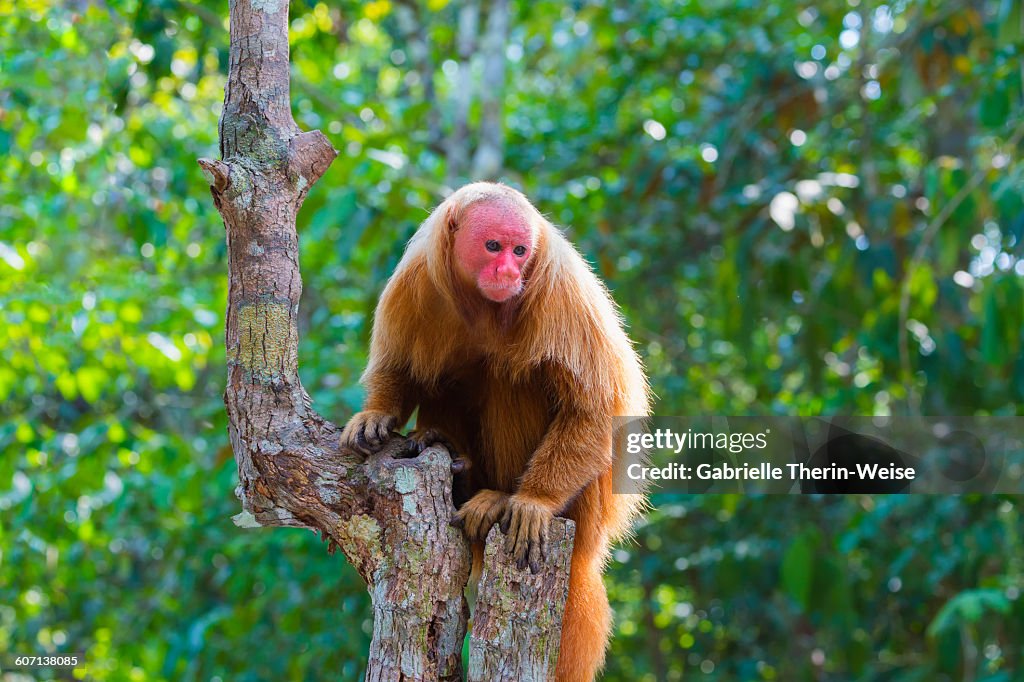 Uakari monkey