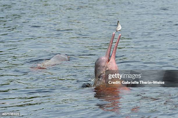 amazon river dolphin - river dolphin stock pictures, royalty-free photos & images