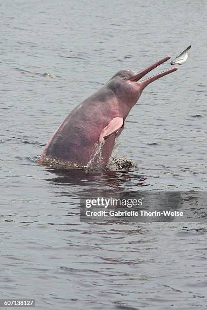 amazon river dolphin - river dolphin stock pictures, royalty-free photos & images