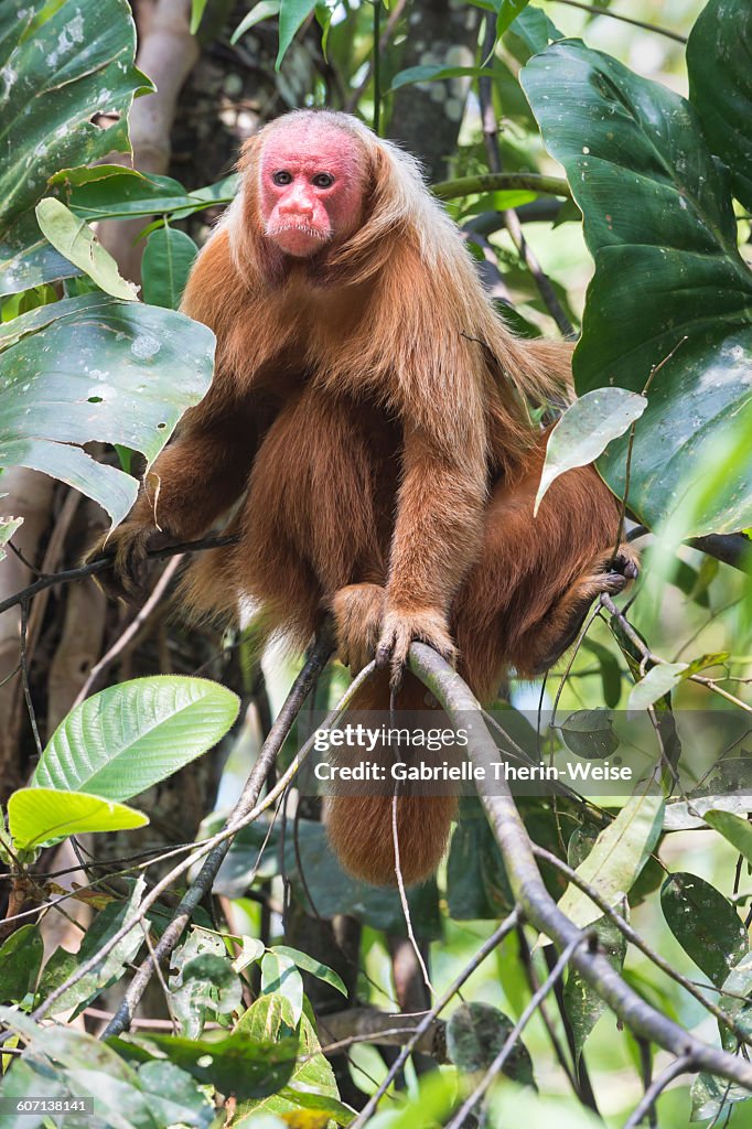 Uakari monkey