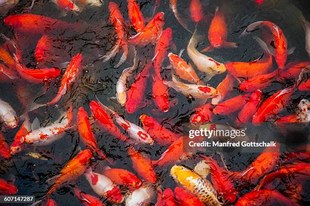 goldfish pond at yuyuan garden - yu yuan gardens stock pictures, royalty-free photos & images