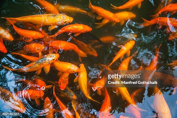 goldfish pond at yuyuan garden - goldfish stock pictures, royalty-free photos & images