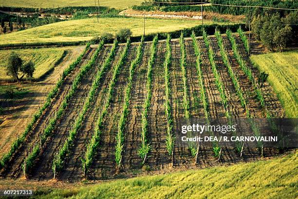 Vineyard near Pomaia, Santa Luce, Tuscany, Italy.