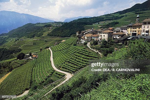 Vineyards near Verla di Giovo, Cembra Valley, Trentino-Alto Adige, Italy.