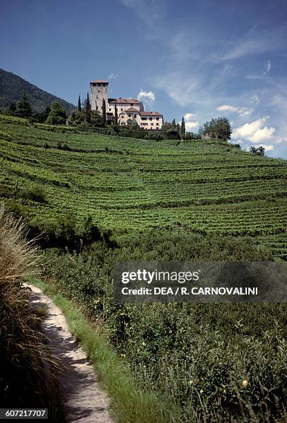 Vineyards along the Rogge trail, with Monteleone castle in the background, Cermes, Merano Basin, Venosta valley, Trentino-Alto Adige, Italy.