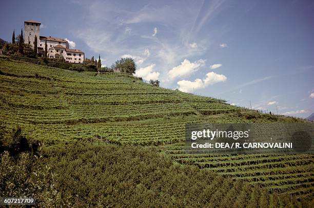Vineyards along the Rogge trail, with Monteleone castle in the background, Cermes, Merano Basin, Venosta valley, Trentino-Alto Adige, Italy.