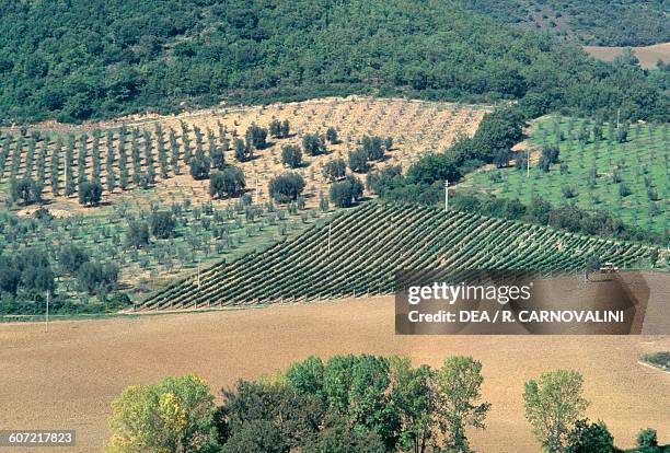 Vineyards and olive groves near the Abbey of Sant'Antimo, Montalcino, Val d'Orcia , Tuscany, Italy.