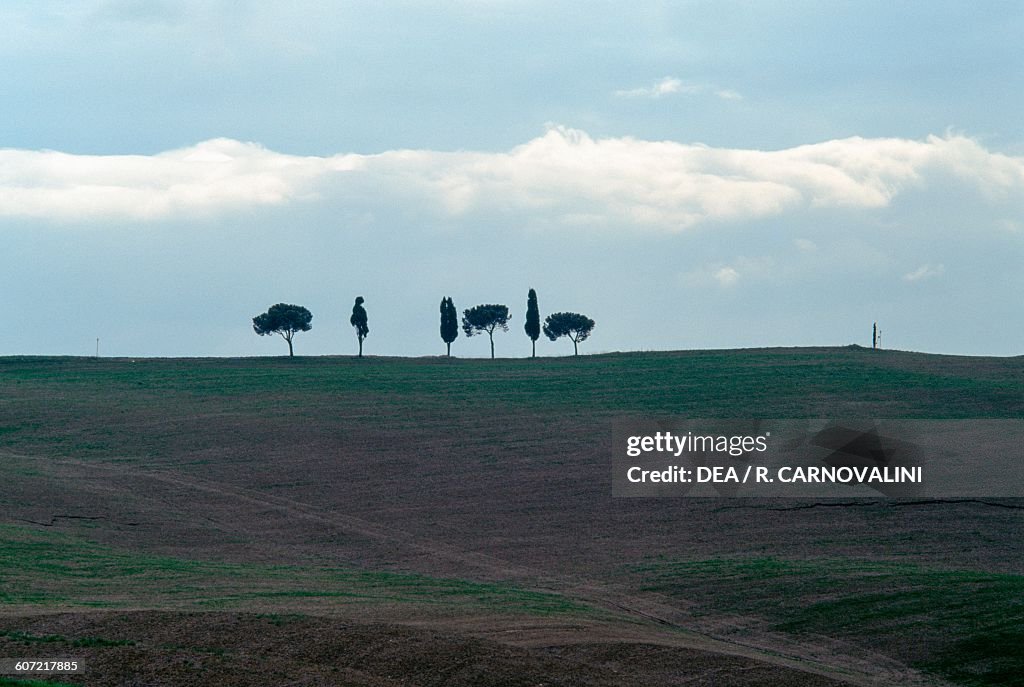 Agricultural landscape with cypresses and maritime pines in background, near Torrenieri, Montalcino, Val d'Orcia (Unesco World Heritage List, 2004), Tuscany, Italy